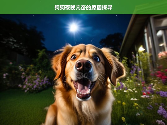 狗狗夜晚亢奋的原因探寻