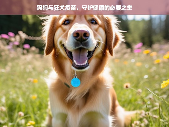 狗狗与狂犬疫苗，守护健康的必要之举