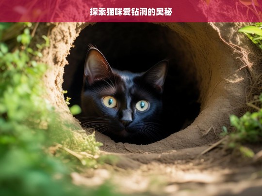 探索猫咪爱钻洞的奥秘