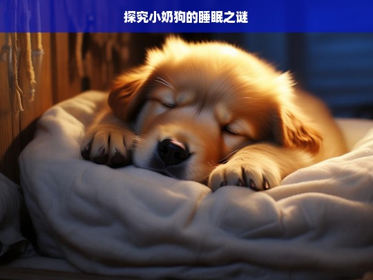 探究小奶狗的睡眠之谜