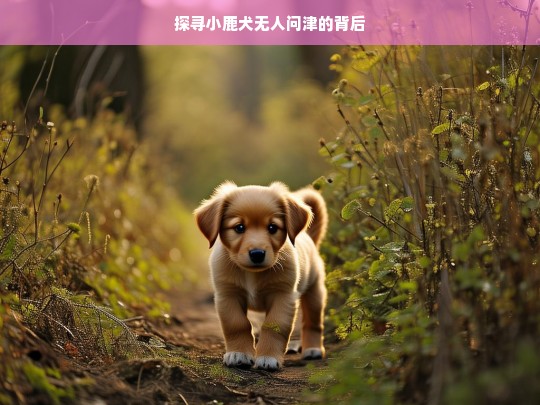 探寻小鹿犬无人问津的背后