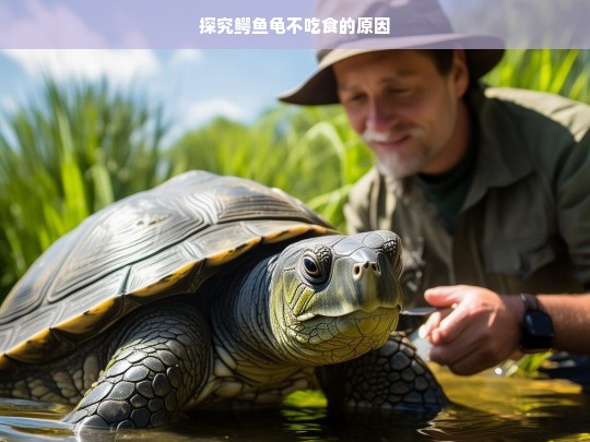 探究鳄鱼龟不吃食的原因