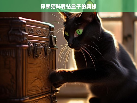 探索猫咪爱钻盒子的奥秘