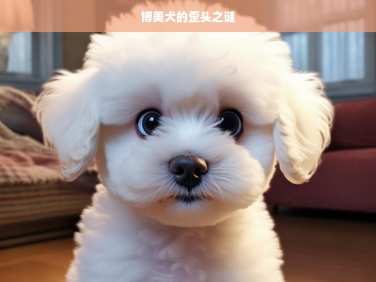 博美犬的歪头之谜