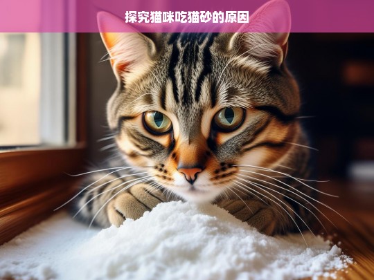 探究猫咪吃猫砂的原因