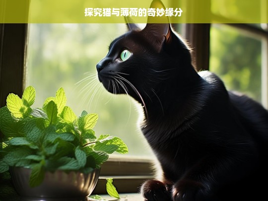 探究猫与薄荷的奇妙缘分