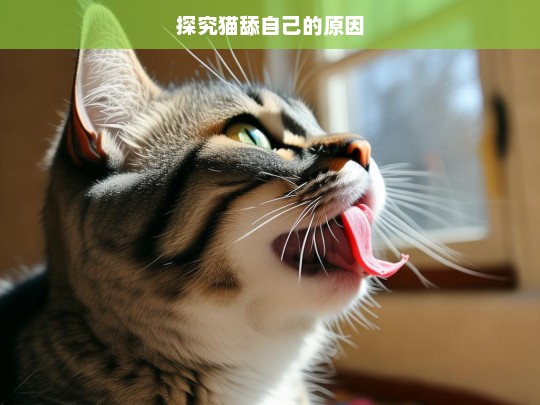 探究猫舔自己的原因