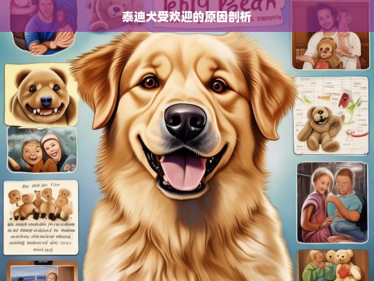 泰迪犬受欢迎的原因剖析