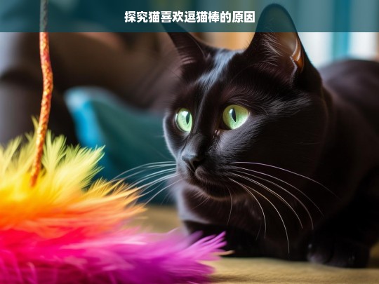 探究猫喜欢逗猫棒的原因