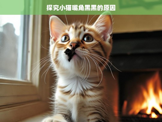 探究小猫嘴角黑黑的原因