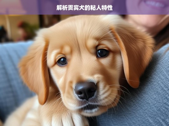 解析贵宾犬的粘人特性