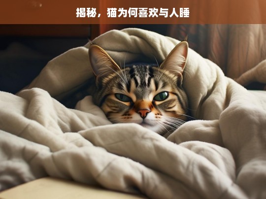 揭秘，猫为何喜欢与人睡