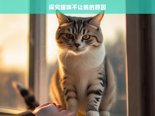 探究猫咪不让抱的原因