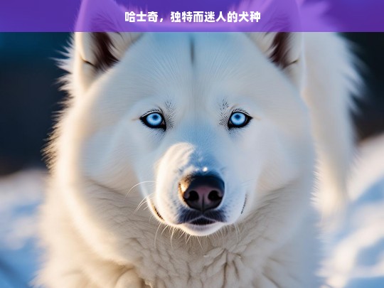 哈士奇，独特而迷人的犬种