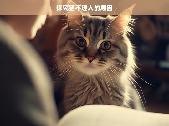 探究猫不理人的原因