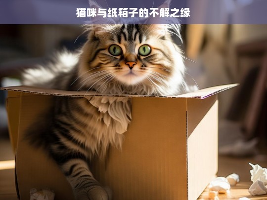 猫咪与纸箱子的不解之缘