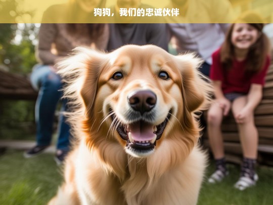 狗狗，我们的忠诚伙伴