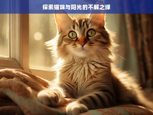 探索猫咪与阳光的不解之缘