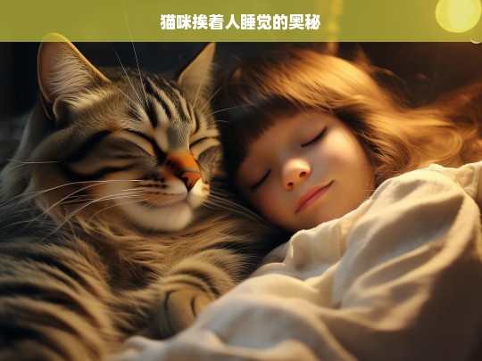 猫咪挨着人睡觉的奥秘