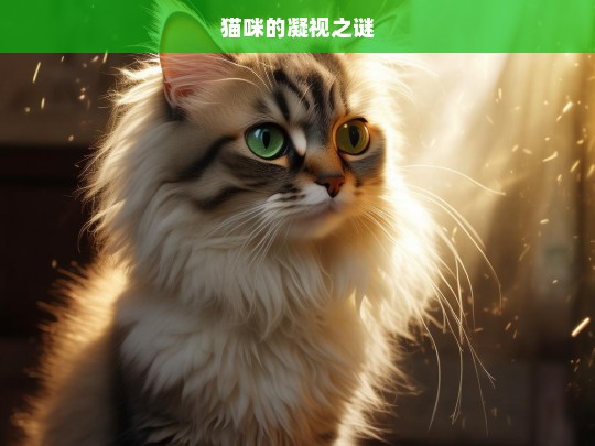 猫咪的凝视之谜