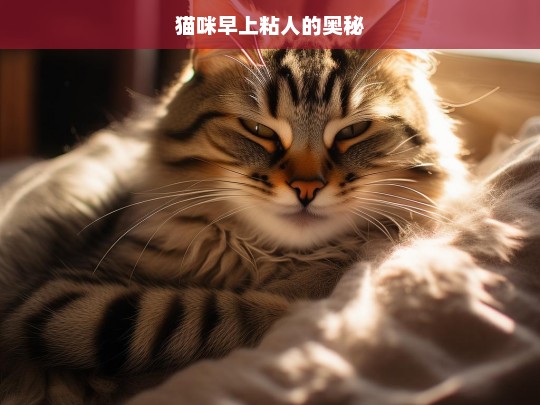 猫咪早上粘人的奥秘