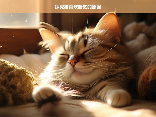 探究猫喜欢睡觉的原因