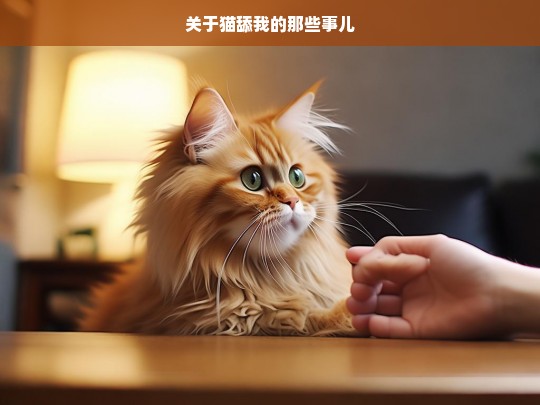 关于猫舔我的那些事儿