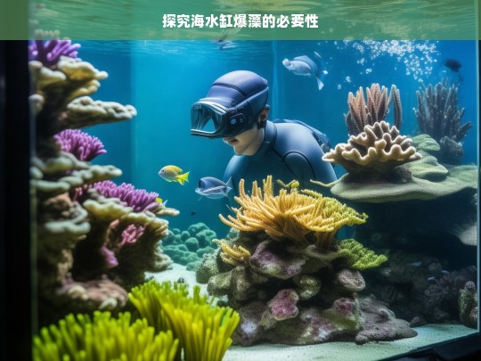 探究海水缸爆藻的必要性