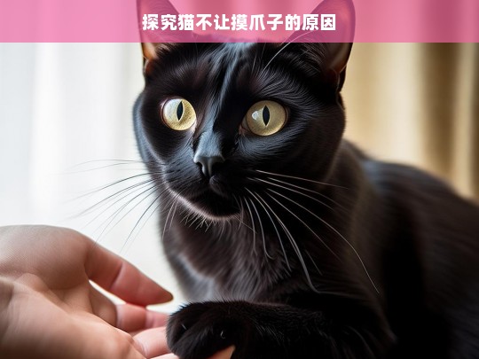 探究猫不让摸爪子的原因