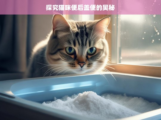 探究猫咪便后盖便的奥秘