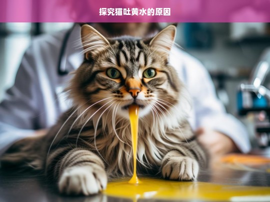 探究猫吐黄水的原因