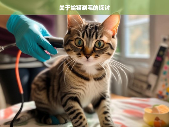 关于给猫剃毛的探讨