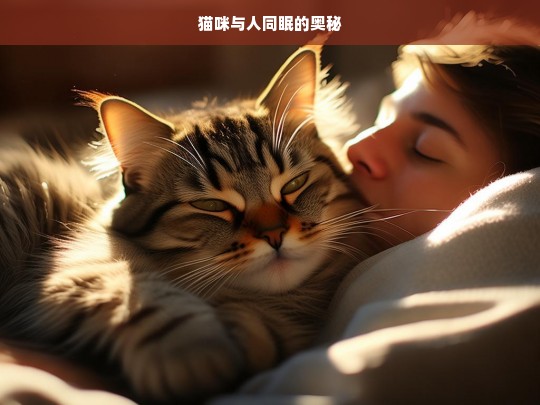 猫咪与人同眠的奥秘