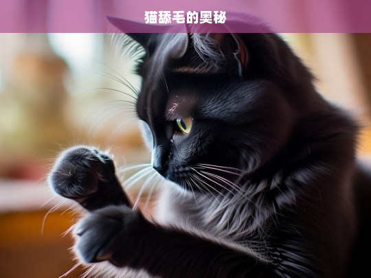 猫舔毛的奥秘