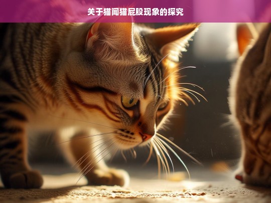 关于猫闻猫屁股现象的探究