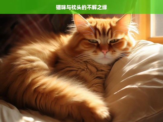 猫咪与枕头的不解之缘