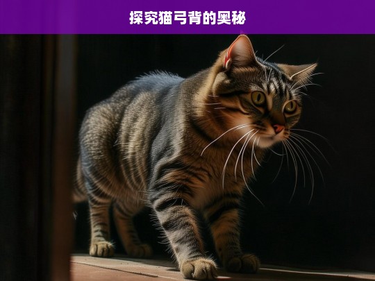 探究猫弓背的奥秘