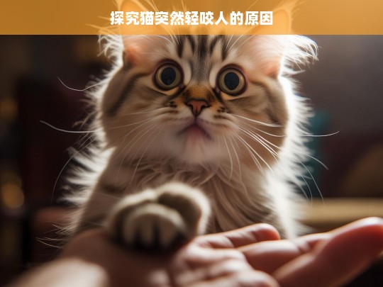 探究猫突然轻咬人的原因