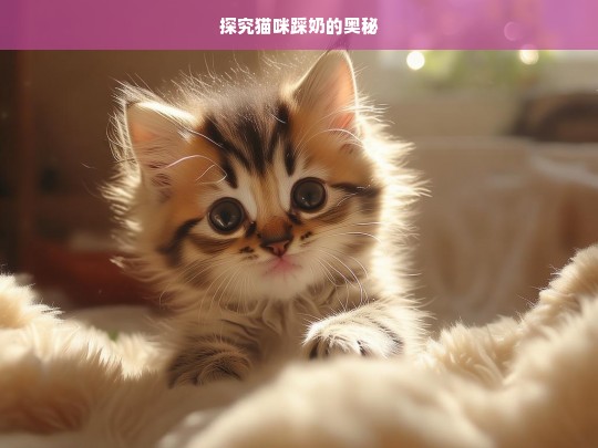 探究猫咪踩奶的奥秘