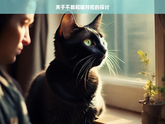 关于不能和猫对视的探讨