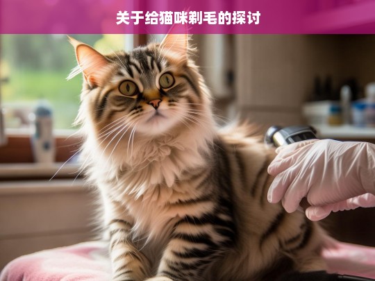 关于给猫咪剃毛的探讨