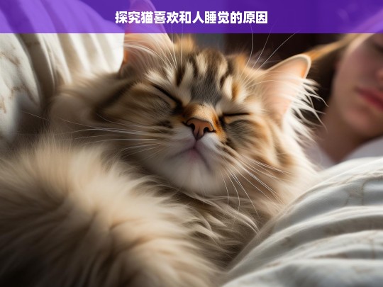 探究猫喜欢和人睡觉的原因