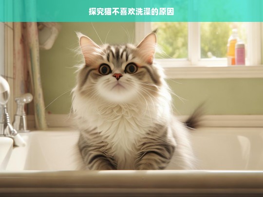 探究猫不喜欢洗澡的原因