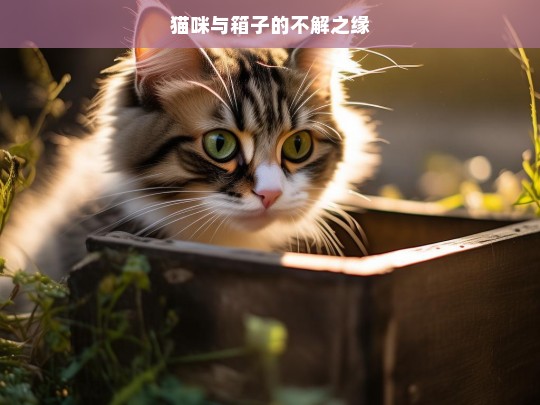 猫咪与箱子的不解之缘