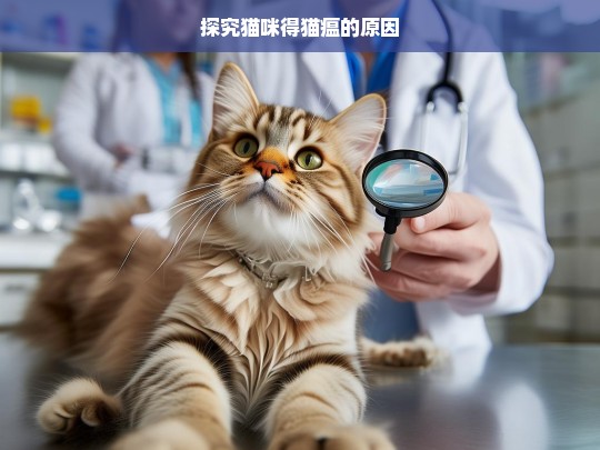 探究猫咪得猫瘟的原因