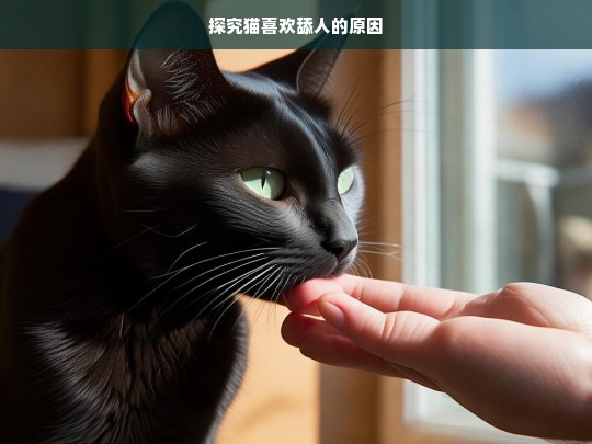 探究猫喜欢舔人的原因