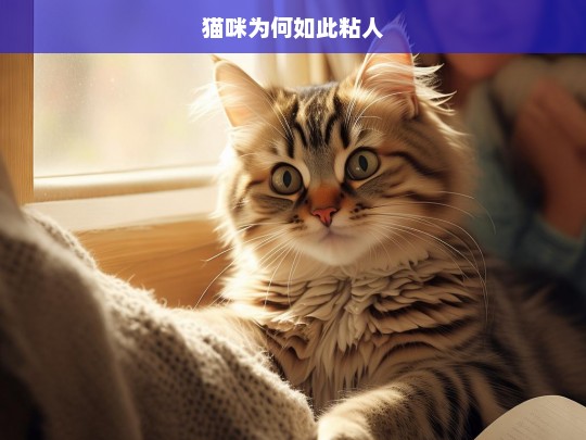 猫咪为何如此粘人