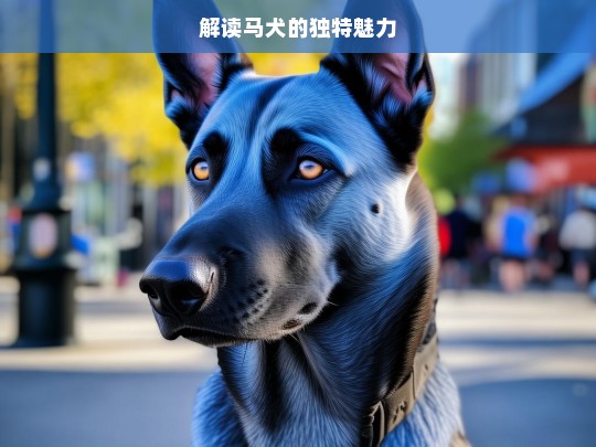 解读马犬的独特魅力