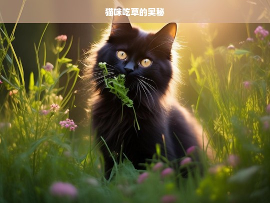 猫咪吃草的奥秘