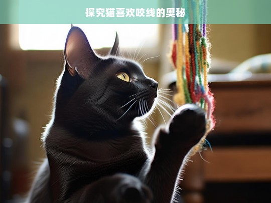 探究猫喜欢咬线的奥秘